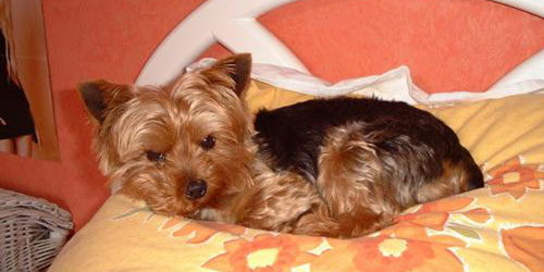 Fobias. Comportamiento canino