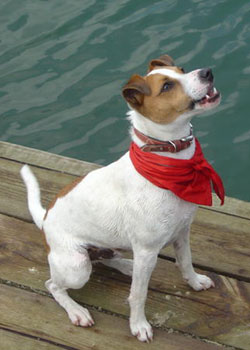 Comportamiento. Inteligencia canina