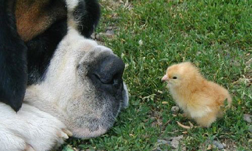 Comportamiento del perro con otros animales